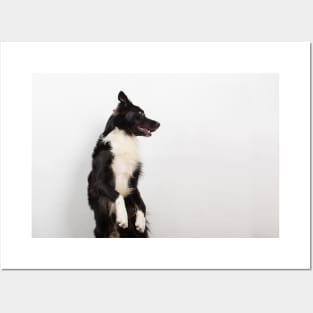 Playful sheepdog Posters and Art